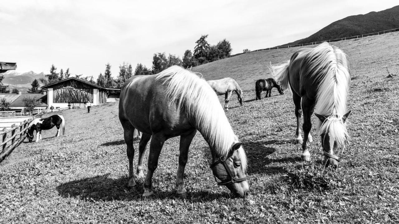 Widmannhof - Urlaub Auf Dem Biobauernhof Villa Bressanone Eksteriør bilde